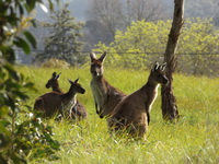 Kangaroos.JPG Kangaroos.JPG