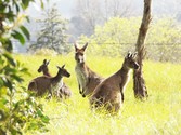 Kangaroos.JPG Kangaroos.JPG