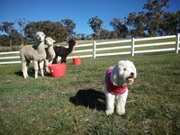 Ted & Alpacas.jpg